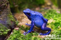 世界上最长寿的动物是什么