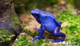 世界上最长寿的动物是什么