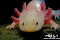 动物为什么可以肢体再生