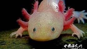 动物为什么可以肢体再生