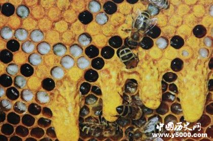 蜜蜂是怎么筑巢的 蜂巢的结构是什么样的