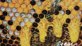 蜜蜂是怎么筑巢的 蜂巢的结构是什么样的