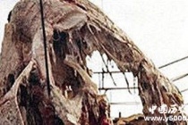 太平洋怪兽之谜：太平洋怪兽到底是什么