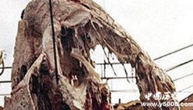 太平洋怪兽之谜：太平洋怪兽到底是什么