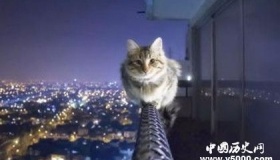 猫真的有九条命吗 猫从高处坠落为什么不会死