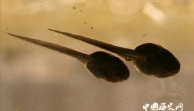 蝌蚪的尾巴是怎么消失变成青蛙的 尾巴为什么会消失