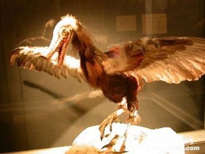 始祖鸟资料介绍：鸟类进化发展史