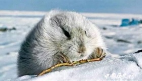 旅鼠集体自杀之谜：旅鼠为什么会投海自杀