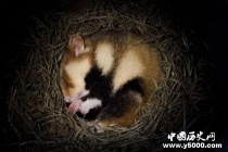 动物为什么会冬眠：冬眠动物有哪些