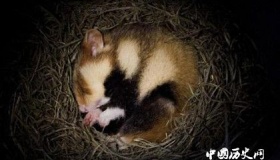 动物为什么会冬眠：冬眠动物有哪些