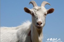 动物能分辨各种颜色吗