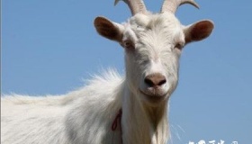 动物能分辨各种颜色吗