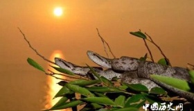 蛇岛在哪儿 蛇岛上为什么只有蝮蛇