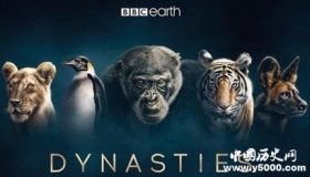 纪录片《王朝》拍摄了哪些动物 是怎么拍出来的
