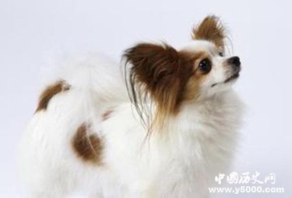 蝴蝶犬的介绍 蝴蝶犬特征 蝴蝶犬怎么养