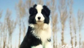 牧羊犬资料介绍 牧羊犬特征 牧羊犬怎么养