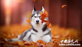 哈士奇资料介绍 哈士奇性格特点 哈士奇怎么养