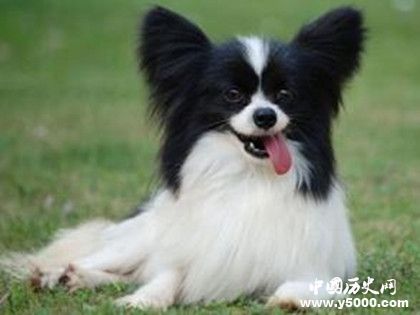 蝴蝶犬的介绍 蝴蝶犬特征 蝴蝶犬怎么养