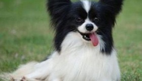 蝴蝶犬的介绍 蝴蝶犬特征 蝴蝶犬怎么养