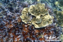 海底玫瑰园是什么样的