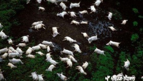 杀人湖之谜：杀人湖为什么杀人