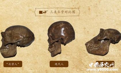 北京人化石失踪谜案：北京人化石为什么失踪了