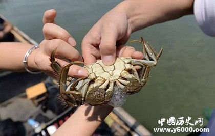 阳澄湖大闸蟹简介阳澄湖大闸的鉴别方法和历史