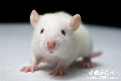 老鼠乌托邦实验是什么老鼠乌托邦实验过程实验结果