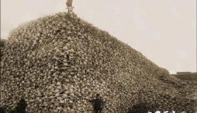 老鼠乌托邦实验是什么老鼠乌托邦实验过程实验结果