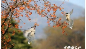 《空山鸟语》背景内容简介《空山鸟语》鉴赏