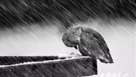 东北经济发展现状分析东北经济为什么会倒退