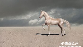 汗血宝马简介汗血宝马的特点汗血宝马是哪里的