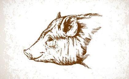 生肖猪是怎么来的属猪的人有哪些性格特点