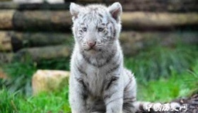 属虎的人2018年运势怎么样属虎的人和什么属相最配