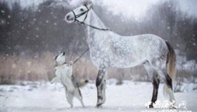 生肖马是怎么来的属马的人有哪些性格特点