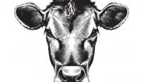 属牛的人在2019年整体运势怎么样属牛的幸运物是什么