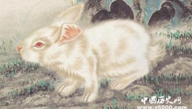 属兔的人在2019年运势怎么样属兔的人幸运物是什么