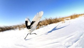 扎龙国家自然保护区景点介绍地理位置气候环境旅游攻略介绍