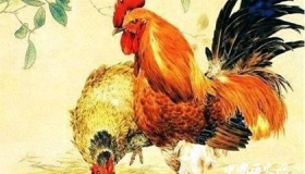 属鸡的人2019年运势怎么样属鸡的幸运物是什么