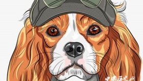 属狗的人2019年运势怎么样属狗的人幸运物是什么