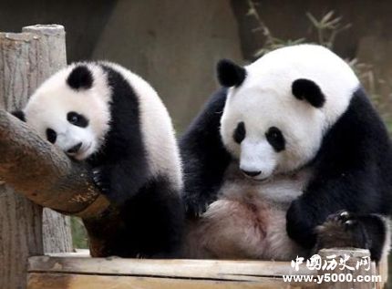 马来西亚还大熊猫的原因还回大熊猫成长历史简介