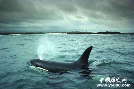 日将重启商业捕鲸日本捕鲸发展历史简介