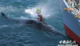 日将重启商业捕鲸日本捕鲸发展历史简介