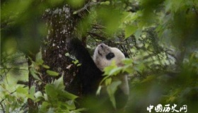 圈养大熊猫琴心小核桃放归自然大熊猫放归有什么条件？