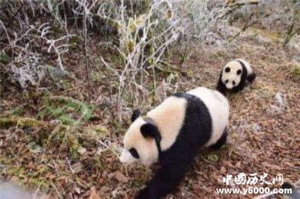 圈养大熊猫琴心小核桃放归自然大熊猫放归有什么条件？
