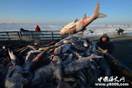 查干湖冬捕头鱼价格多少查干湖冬捕头鱼的风俗是怎样形成的？