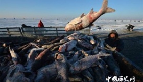 查干湖冬捕头鱼价格多少查干湖冬捕头鱼的风俗是怎样形成的？