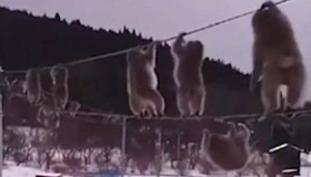 日本猕猴走电线动作小快懵日本猕猴为什么走电线