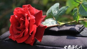 玫瑰为什么代表爱情玫瑰有什么象征意义