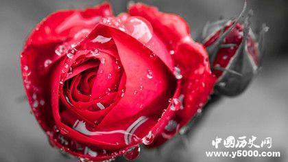 玫瑰为什么代表爱情玫瑰有什么象征意义